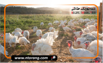کدام قسمت بوقلمون بهتر و خوشمزه تر است؟